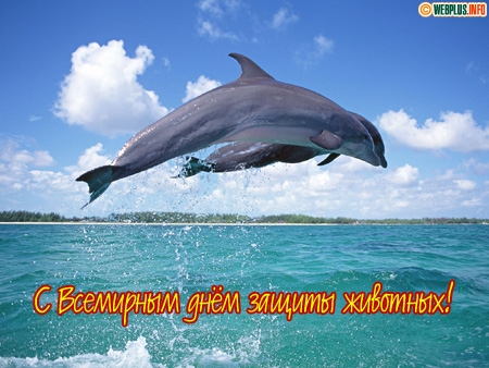 Открытка Открытки с днем защиты животных - Дельфин выпрыгивает из воды. Открытка с дельфином. | Красивая открытка #18