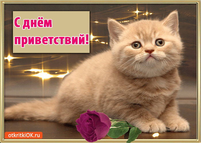 Открытка Открытки на Всемирный день приветствий - Открытка с котенком и розой | Красивая открытка #11