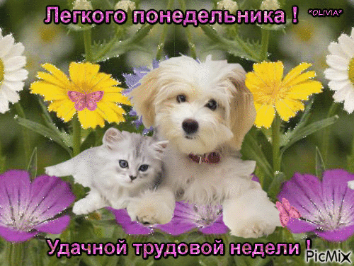 Открытка Открытки на понедельник - Открытка с котенком и щенком среди цветов | Красивая открытка #126