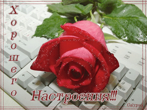 Открытка Открытки хорошего настроения - Красная роза на клавиатуре: праздничная открытка | Красивая открытка #194