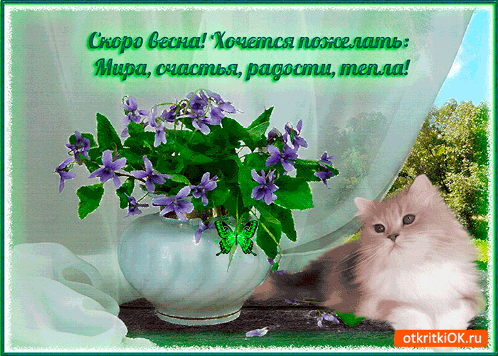 Открытка Открытки весенняя пора - Открытка с котенком и фиалками | Красивая открытка #153