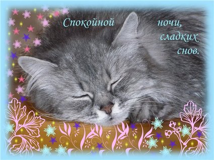Открытка открытки с пожеланиями спокойной ночи  - Открытка: Спящий кот. Поздравительная открытка. | Красивая открытка #4