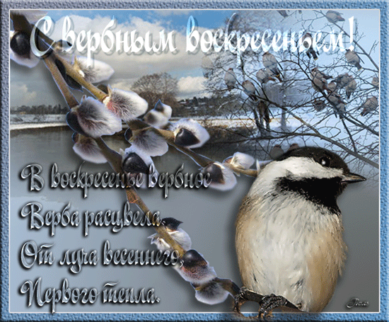 Открытка Вербное Воскресенье - Верба и снегирь: зимняя открытка с птицей | Красивая открытка #155