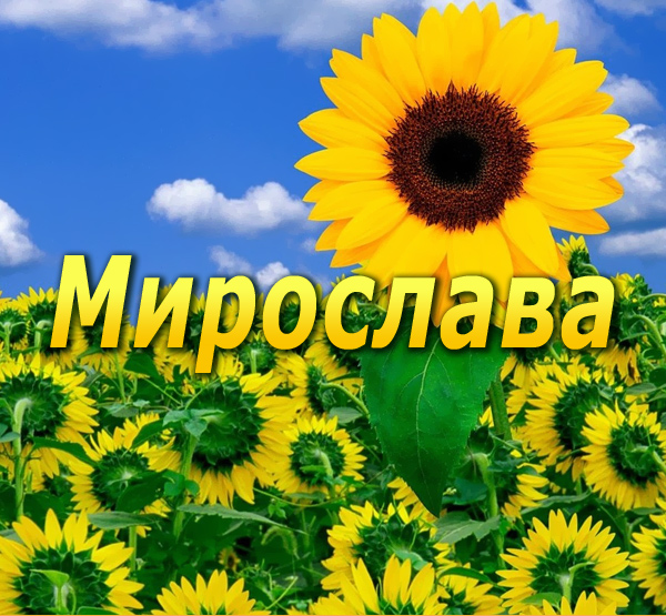 Открытка открытки с именем Мирослава  - Подсолнухи на фоне голубого неба. Открытка | Красивая открытка #22