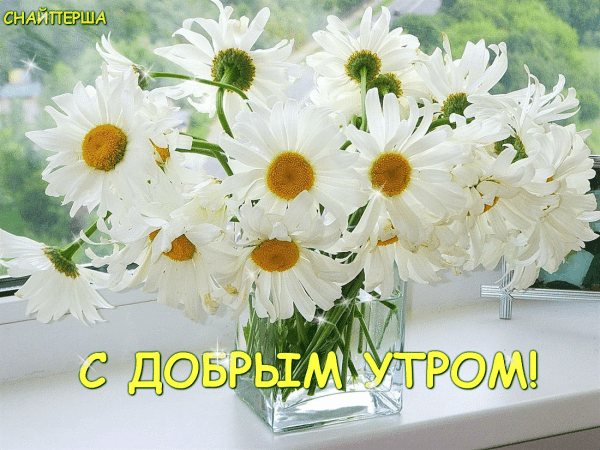 Открытка открытки с добрым утром - Открытка с цветами: букет белых ромашек в вазе | Красивая открытка #184