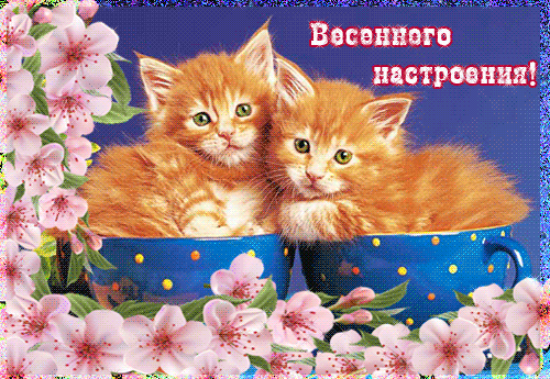 Открытка Открытки хорошего настроения - Открытка с котятами и цветущей сакурой | Красивая открытка #229