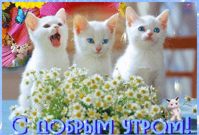 Открытка С кошками - Открытка с котятами и ромашками: доброе утро! | Красивая открытка #30