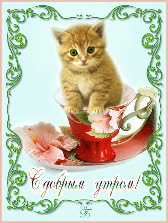Открытка открытки с добрым утром - Открытка с котенком в чашке: Доброе утро! | Красивая открытка #66