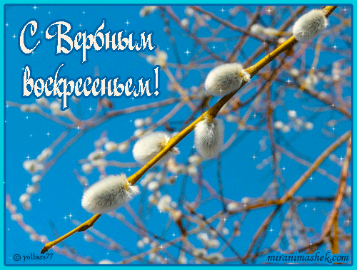 Открытка Вербное Воскресенье - Верба на синем фоне - открытка с весной | Красивая открытка #267