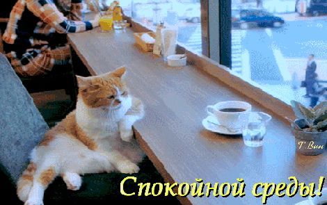Открытка Открытки на среду - Кошка и кофе: спокойной среды! Открытка с котом | Красивая открытка #77
