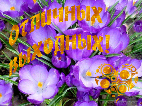 Открытка Хороших выходных - Фиолетовые крокусы: открытка с весенними цветами | Красивая открытка #58
