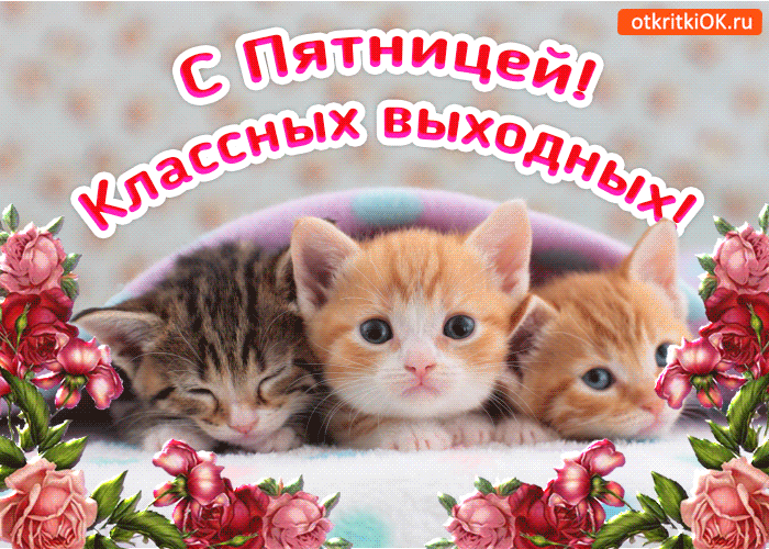 Открытка Открытки на пятницу - Открытка с котятами и цветами | Красивая открытка #257