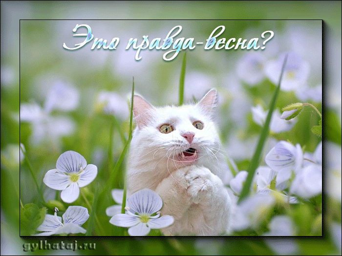 Открытка Первый день весны - Белый кот в цветах: открытка на весну | Красивая открытка #1