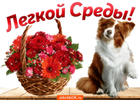 Открытка Открытки на среду - Открытка с цветами и собакой | Красивая открытка #124