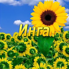 Открытка открытки с именем Инга - Поле подсолнухов: яркая открытка с цветами | Красивая открытка #26