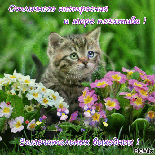 Открытка Хороших выходных - Котенок в цветах: открытка с милым котенком | Красивая открытка #53