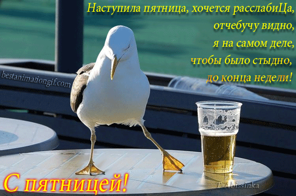 Открытка Открытки на пятницу - С Днём Рождения! Чайка с пивом - смешная открытка | Красивая открытка #216