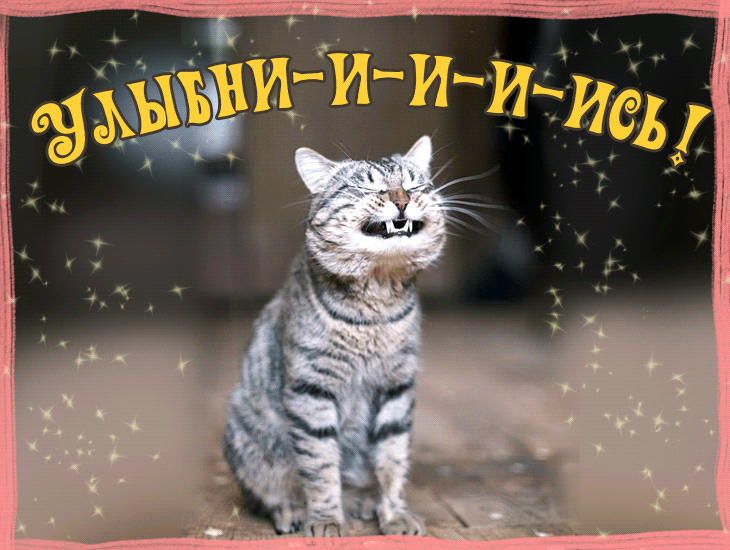 Открытка Улыбнись - Забавная открытка с котиком: милый подарок | Красивая открытка #51