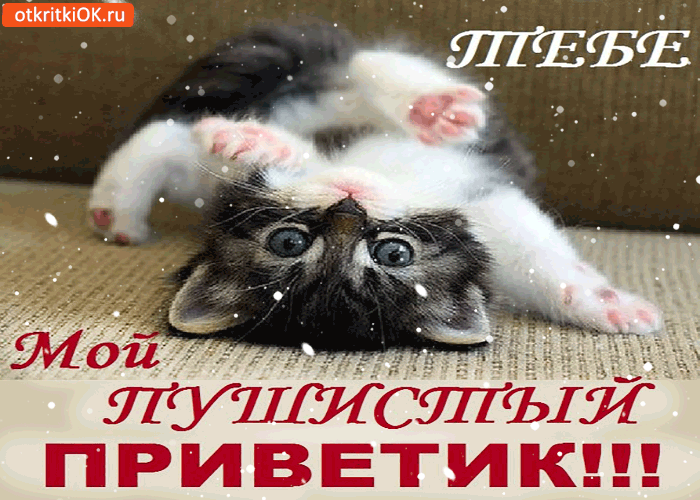 Открытка Открытки с приветствиями  - Котенок смотрит: милая открытка с котенком | Красивая открытка #27