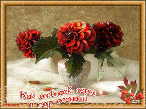Открытка С георгинами - Открытка с красными розами в вазе | Красивая открытка #16