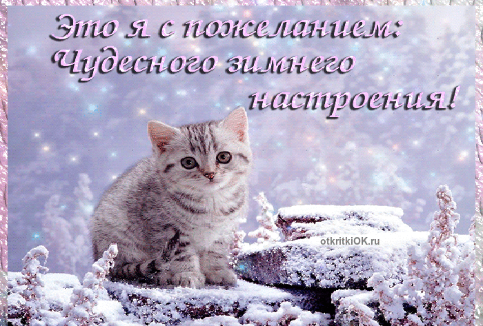 Открытка Открытки зимняя пора - Кот в снегу: поздравительная открытка с котенком | Красивая открытка #5
