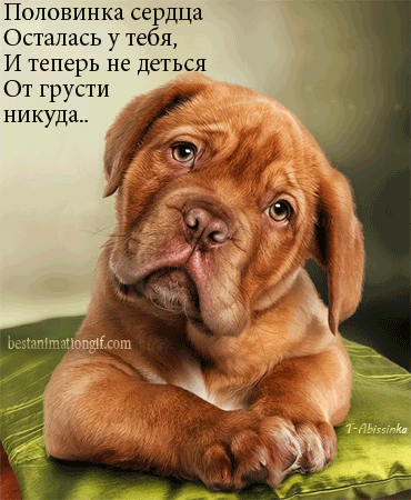 Открытка Скучаю - Милый щенок: Фото, картинка, открытка | Красивая открытка #192