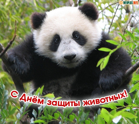 Открытка Открытки с днем защиты животных - Панда на открытке: С Днём защиты животных! | Красивая открытка #7