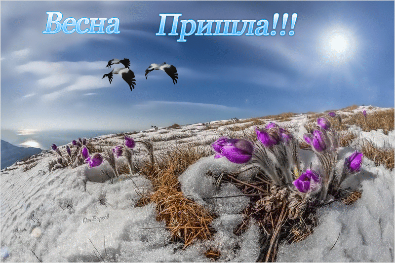 Открытка Открытки весенняя пора - Подснежники на снегу: весенний пейзаж с птицами | Красивая открытка #18