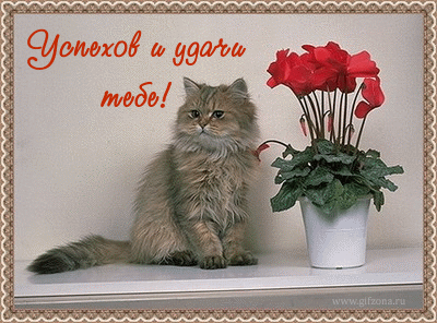 Открытка Удачи - Открытка с котенком и цветком: милый подарок | Красивая открытка #179