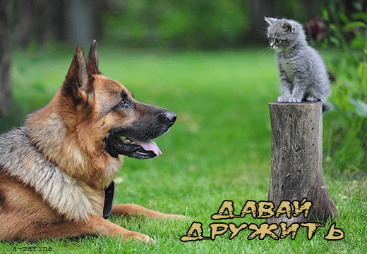 Открытка Давай дружить - Немецкая овчарка и котенок на пне. Открытка с животными. | Красивая открытка #8