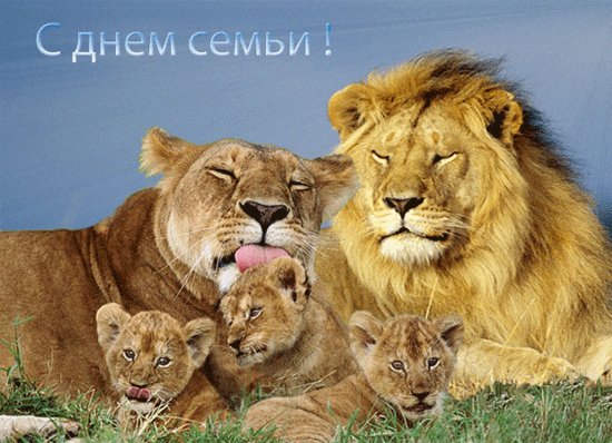 Открытка Открытки с Международным днем семьи - Львиная семья: фотооткрытка с львами и львятами | Красивая открытка #35