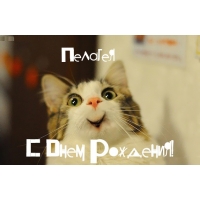 Открытка открытки с именем Пелагея  - С Днём Рождения! Открытка с милым котом | Красивая открытка #9