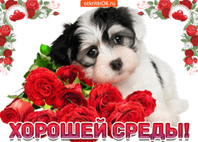 Открытка Открытки на среду - Открытка с щенком и розами  С Днем рождения! | Красивая открытка #169
