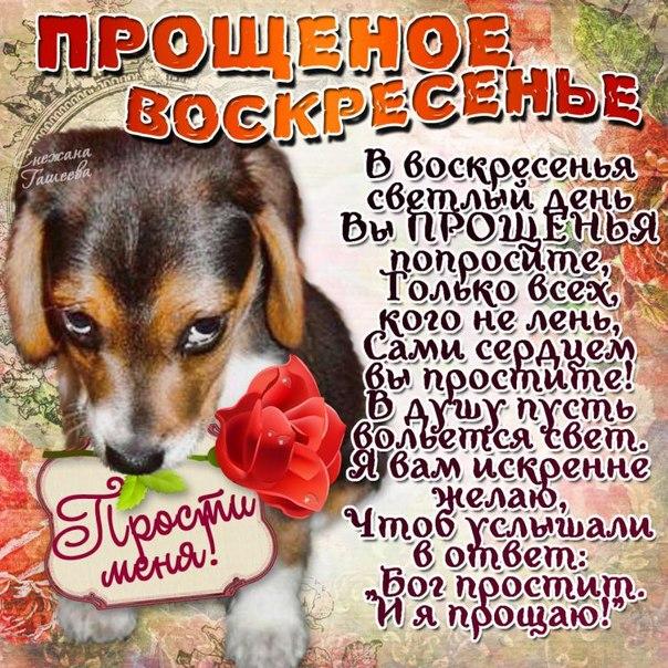 Открытка открытки на прощеное воскресенье  - Прощение: Открытка с собакой - Симпатия и извинения | Красивая открытка #18
