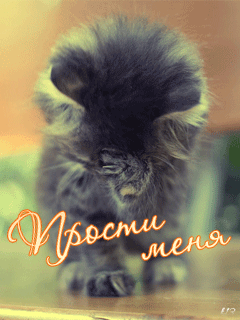 Открытка открытки с извинениями  - Пушистый котёнок: милая открытка с котенком | Красивая открытка #39