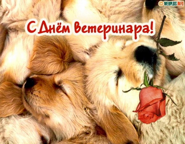 Открытка Открытки с днем ветеринара - Две собаки и роза: открытка с любовью | Красивая открытка #22