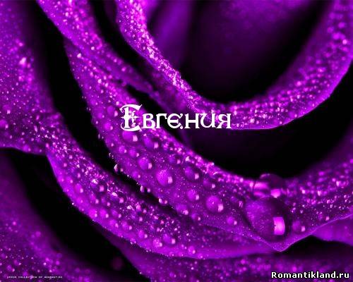 Открытка открытки с именем Евгения  - Фиолетовая роза с каплями росы: открытка | Красивая открытка #4