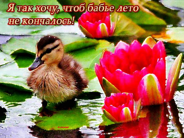 Открытка Бабье Лето - Утенок и лотос: Открытка с природой | Красивая открытка #30