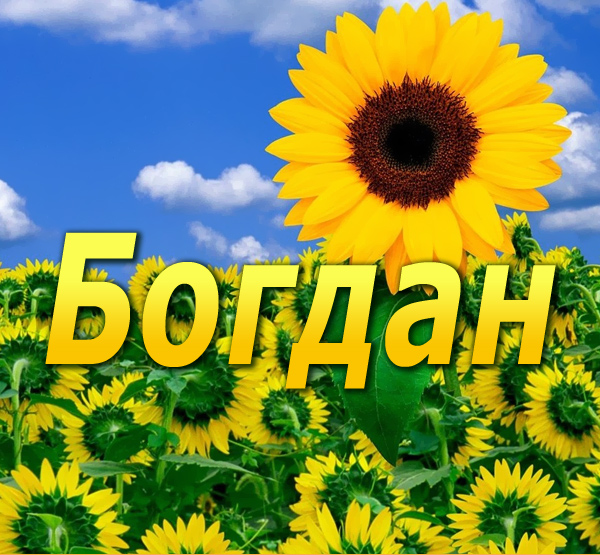 Открытка открытки с именем Богдан - Поле подсолнухов: яркая открытка с летним настроением | Красивая открытка #12
