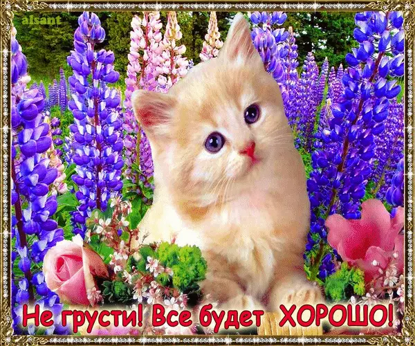 Открытка Не грусти - Котенок на лугу цветов - открытка с котенком | Красивая открытка #11