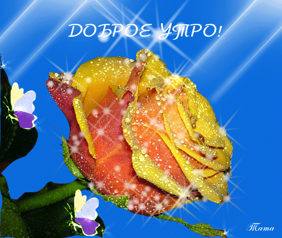 Открытка Доброе утро - Яркая роза с капельками на синем фоне | Красивая открытка #254