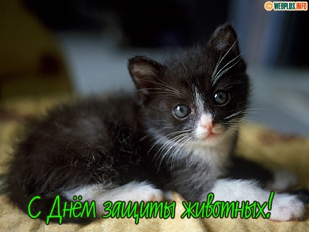 Открытка День защиты животных - Открытка с котенком: милый черно-белый котенок | Красивая открытка #15