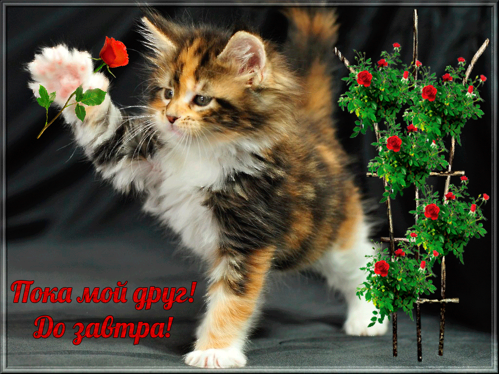 Открытка Открытки с прощаниями  - Открытка с котенком и цветами | Красивая открытка #11