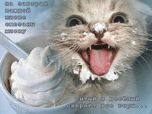 Открытка С кошками - Смешной котенок и сметана: Открытка с милой мордочкой | Красивая открытка #8