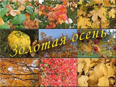 Открытка Открытки Золотая Осень  - Золотая осень: яркие краски природы | Красивая открытка #31