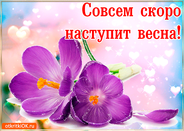 Открытка Открытки весенняя пора - Открытка: Весенние крокусы - яркие цветы на фоне сердец | Красивая открытка #233