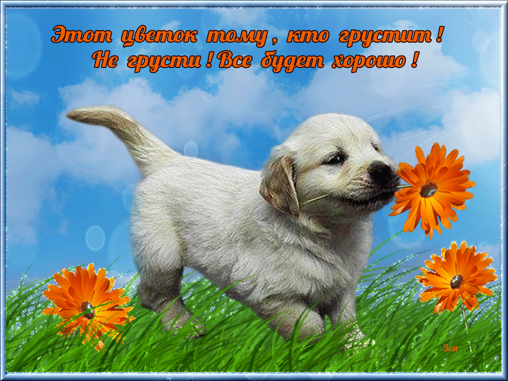 Открытка Открытки не грусти - Милый щенок с ромашкой на лугу - открытка | Красивая открытка #1