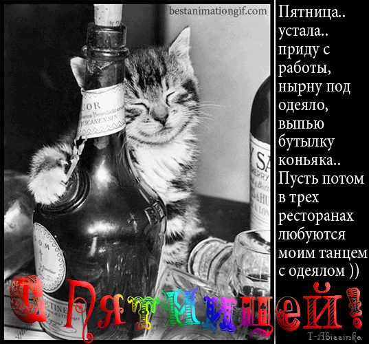 Открытка Открытки на пятницу - Кошка и коньяк: забавная открытка на Новый год | Красивая открытка #121