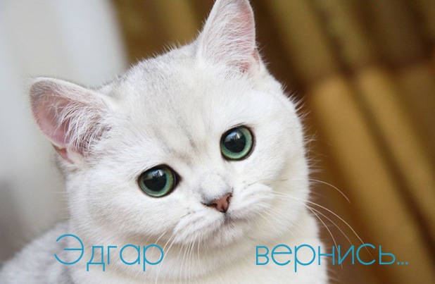 Открытка Открытки с именем Эдгар - Белый кот с зелеными глазами: открытка с котенком | Красивая открытка #4