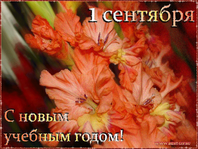 Открытка День знаний - Открытка: С 1 сентября! Оранжевые цветы. | Красивая открытка #134